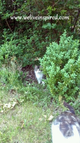 Fluffy when she was a Feral Kitten