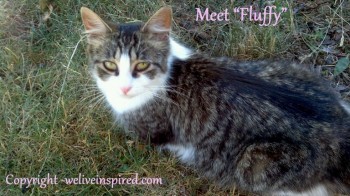 Fluffy has eyes that are outlined in black and it looks like she wears a little mask :)