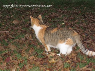 Pumpkin the feral cat