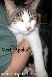 Apollo-Feral Cat of the Week