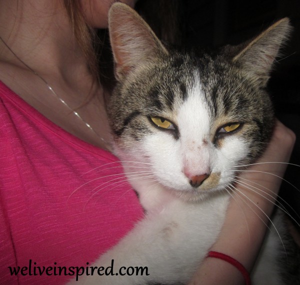 Feral Cat of the Week