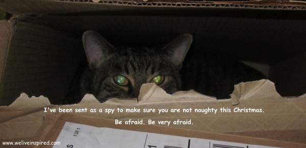 Rusty the Christmas Spy Cat Humor