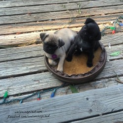 pug puppy