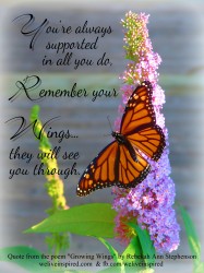 Butterfly on purple flower