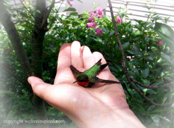 ruby throated hummingbird