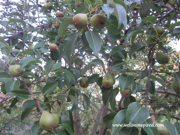 Harvesting Pears and Storing Pears Plus Identifying Pear Variety